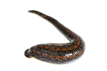 Medical leech on white background closeup. Hirudo therapy concept