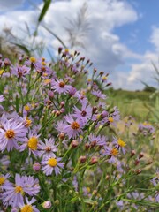 flowers in the field