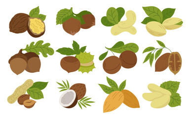 Different types of nuts. Set of color icons.