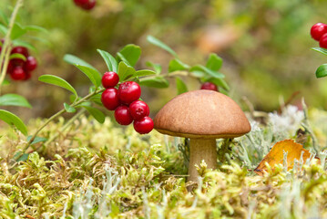 Boletus mushroom and wild ripe lingonberry on natural forest background in fall season