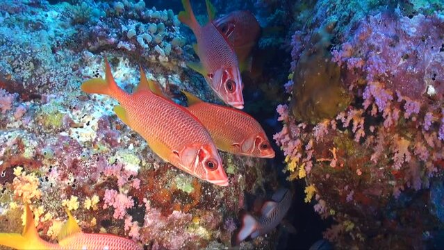 Squirrelfishes Swimming On Colorful Tropical Coral Reef