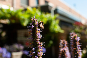 A bee over a melissa flower in the garden on a gentle background.Close-up.Copy space.Sunny...