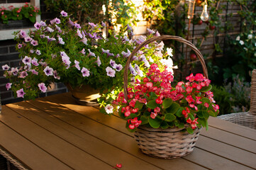 Pink begonia in a basket.Pink flowers.Begonia in a basket on a wooden table in the garden.Home garden.Sweet home.