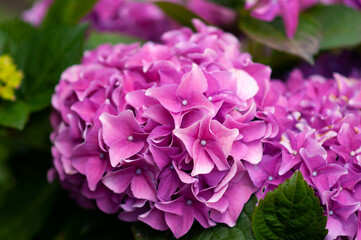 Pink hydrangea flower on a green background.Hydrangea in the garden.Flowers close-up.Space for copy.Ideas for postcards, paintings,pink hydrangea flower