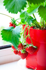 Strawberries on a bush. Ripe strawberries in a flower pot. Close-up. Strawberries on a windowsill.