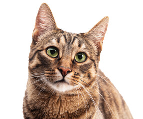 Portrait of a cat on a white background. Isolate