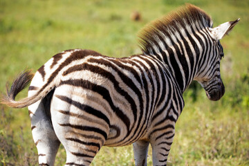 Fototapeta na wymiar Beautiful adult zebra specimen in the African savannah of South Africa. These herbivorous animals are often seen on wildlife safaris.