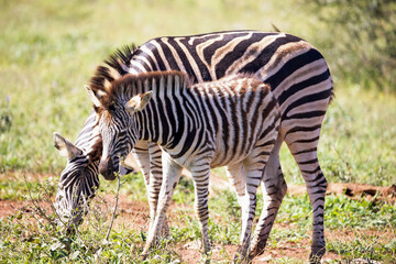 Fototapeta na wymiar Beautiful zebra cub with her mother walking in the African savannah of South Africa, these herbivorous animals are often seen on wildlife safaris.