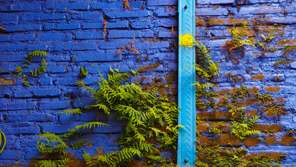 Fougères qui poussent sur un mur de briques paint en bleue 