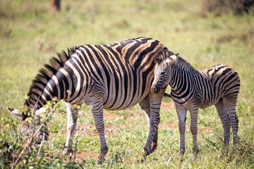 Fototapeta na wymiar Zebra calf watching its mother eating in the African savannah of South Africa, these herbivorous animals are often seen on wildlife safaris.