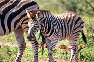 Fototapeta na wymiar Beautiful zebra cub walking in the African savannah of South Africa, these herbivorous animals are often seen on wildlife safaris.