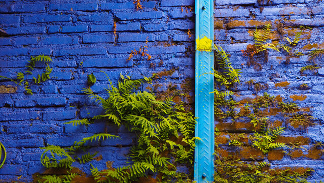 Foug&egrave;res qui poussent sur un mur de briques paint en bleue 