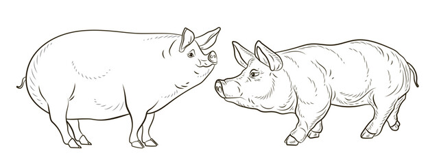 A pet, a pig. Black and white  image. Coloring book for children. Vector drawing.