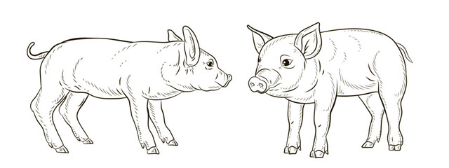 A pet, a pig. Black and white  image. Coloring book for children. Vector drawing.