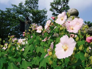 京都　芙蓉が咲いている妙蓮寺の境内