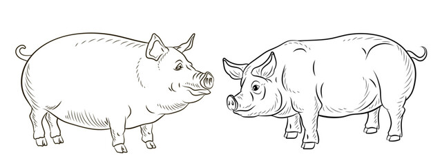 A pet, a pig. Black and white  image. Coloring book for children. Vector drawing.