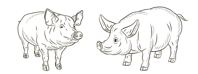 A pet, a pig. Black and white  image. Coloring book for children. Vector drawing.