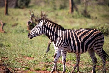 Portrait of a zebra enjoying the African savannah of South Africa, these herbivorous animals are very beautiful and often seen on wildlife safaris.