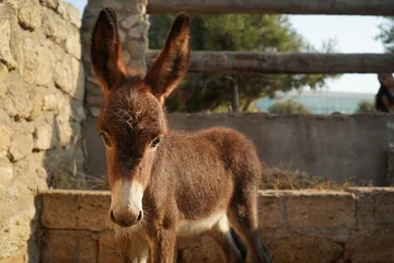 Foto op Plexiglas Funny donkey standing in the stall © Gecko Studio
