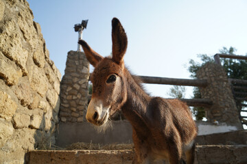 Funny donkey standing in the stall