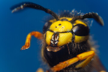 Wasp on a blue background, macro