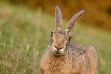 Rabbit sitting in the grass and eating