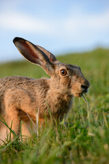 Rabbit sitting in the grass and eating