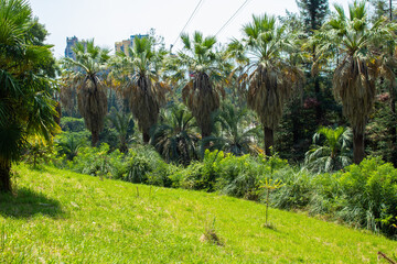 Fototapeta premium beautiful views of the summer park