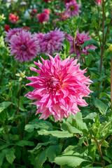 Fototapeta premium Large light pink dahlia flower surrounded with flowers and leaves