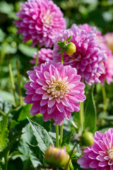 Pink dahlia with white heart in the sun