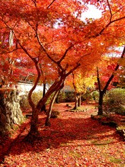 京都　紅葉が盛りの勝持寺の風景