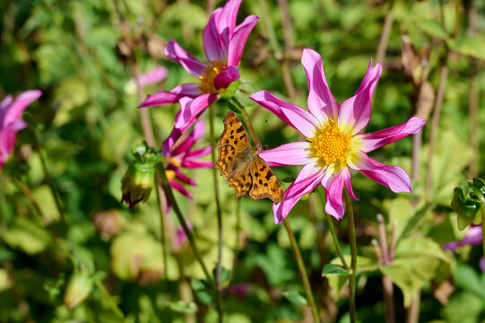 beautiful orange brown butterfly on pink white dahlia with yellow heart and green background