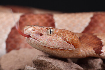 A portrait of an Eastern Copperhead using its forked tongue to sense its surroundings
