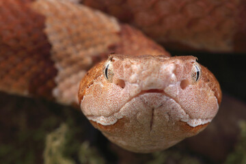 A portrait of an Eastern Copperhead looking at the photographer
