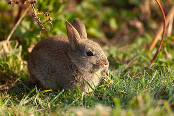 Naklejka na ściany i meble Cute wild young bunny rabbit close
