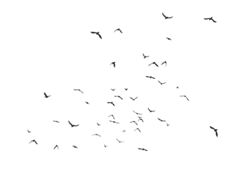 Gordijnen Set of black flying bird silhouettes on transparent background © Kateina