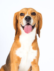 beagle dog listens with ear on white background