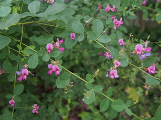 青々とした緑のハギの葉と花の群生