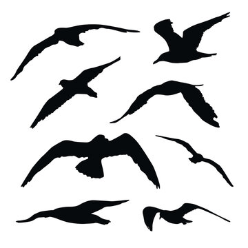 Set of black flying bird silhouettes on transparent background