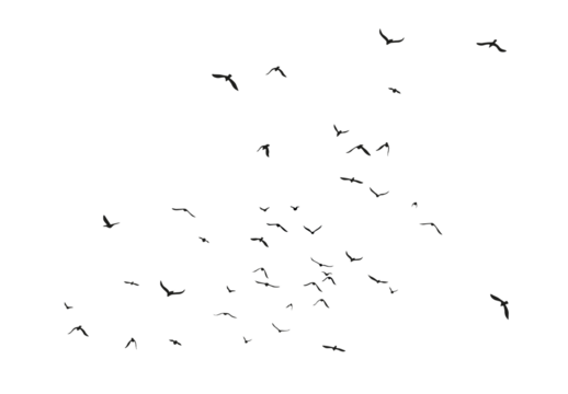 Set of black flying bird silhouettes on transparent background