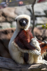 Fototapeta premium Lemur im Schneidersitz