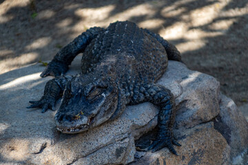 Alligator entspannt im Schatten