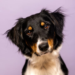 border collie portrait with studio lighting before a purple background