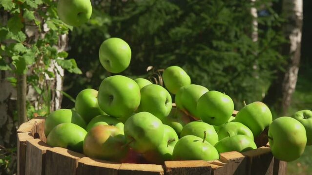 Ripe red and green apples are falling into the wooden barell outdoors