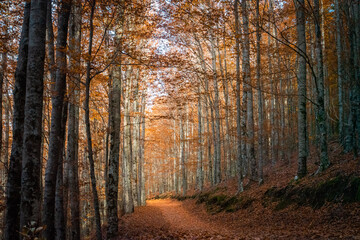 Fototapeta premium São Lourenço Beech Tree Forest, pathway leaves fall in ground landscape on autumnal background in November, Manteigas, Serra da Estrela, Portugal.