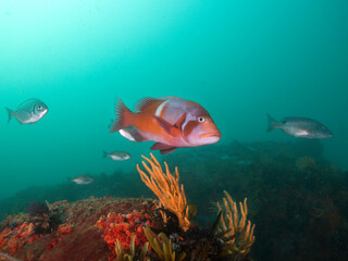 A bright colored Red Roman or Sea bream fish (Chrysoblephus laticeps) swimming over the reef