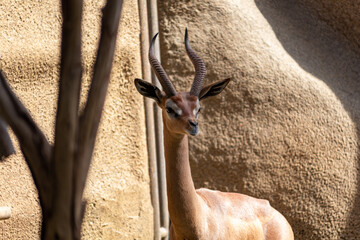Neugierige Giraffengazelle