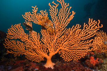 A single large bright orange Sinuous sea fan (Eunicella tricoronata) standing out against the dark...