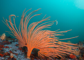 Fototapeta na wymiar A single orange Flagellar sea fan or Whip fan (Eunicella albicans)