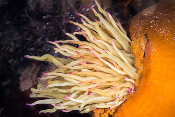 Naklejka na ściany i meble Large orange anemone underwater with long tentacles